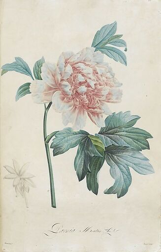 Description of the rare plants grown in Navarre and Malmaison I/II