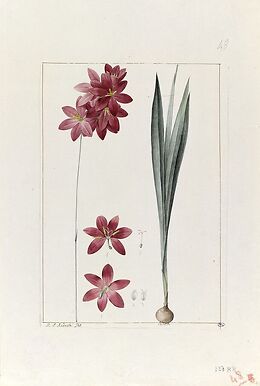 Une plante du jardin de Cels : ixia flilformis