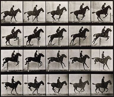 Animal Locomotion: Horse jumping