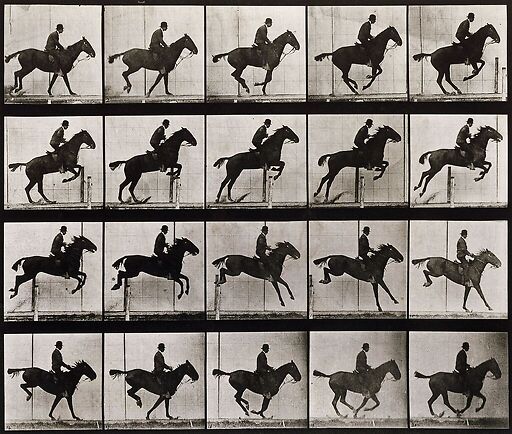 Animal Locomotion : Saut d'obstacle, cheval noir