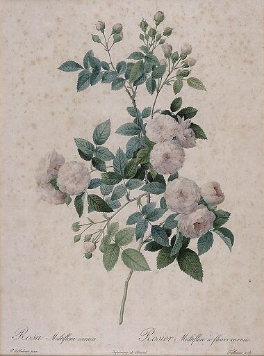 Rosier multifleurs à fleurs carnées