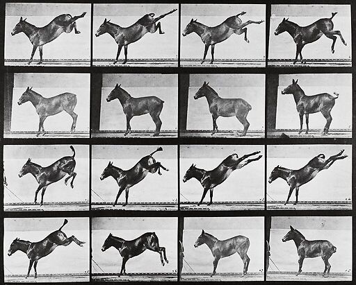 Animal Locomotion: Donkey kick