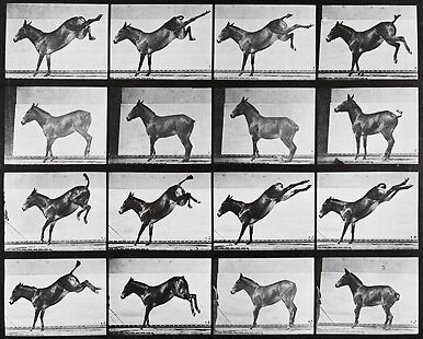 Animal Locomotion : Ruade d'un âne