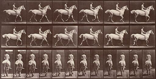 Animal Locomotion: White horse at the step