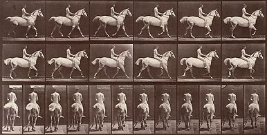 Animal Locomotion: White horse at the step