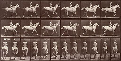 Animal Locomotion : Cheval blanc au pas