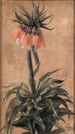 Fritillary