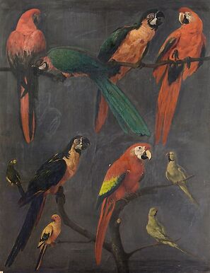 Macaws and parakeets