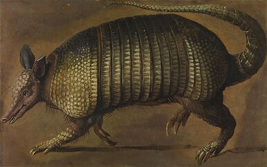 Walking armadillo