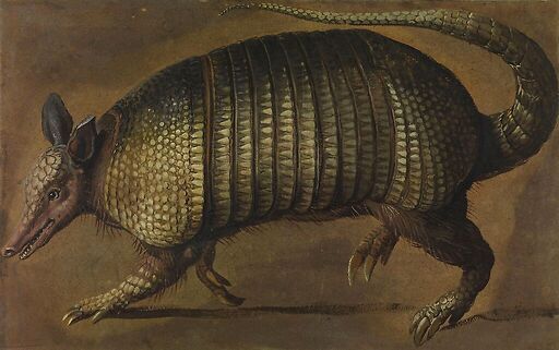 Walking armadillo