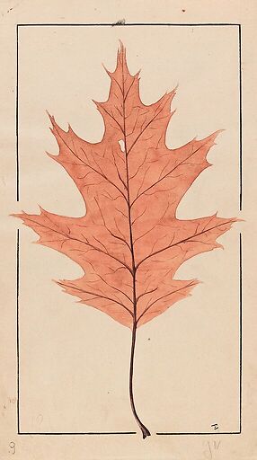 American Red Oak