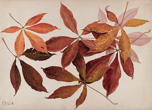 Pavia (chestnut tree)