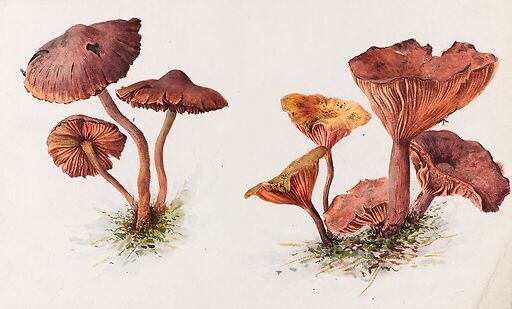 Mousserons and chanterelles