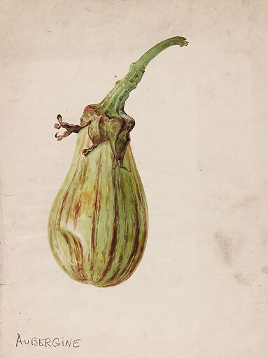 Aubergine - Solanum melongena