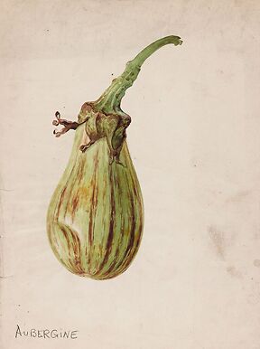 Eggplant - Solanum melongena