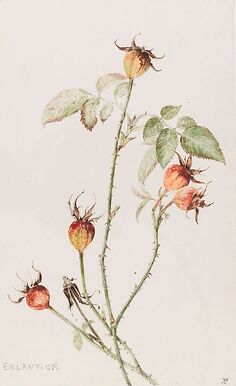 Eglantier - Rosa