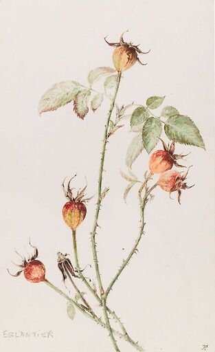 Eglantier - Rosa
