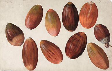 Ten acorns