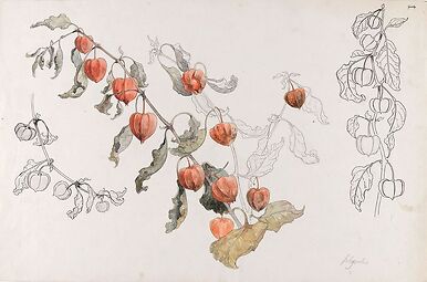 Physalis