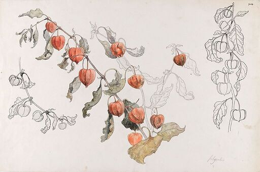 Physalis