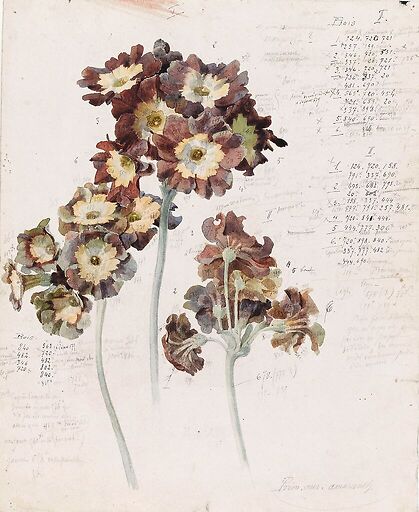 primrose
