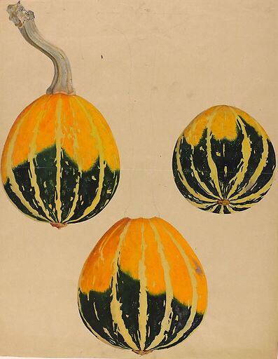 Trois études de courge - Cucurbita