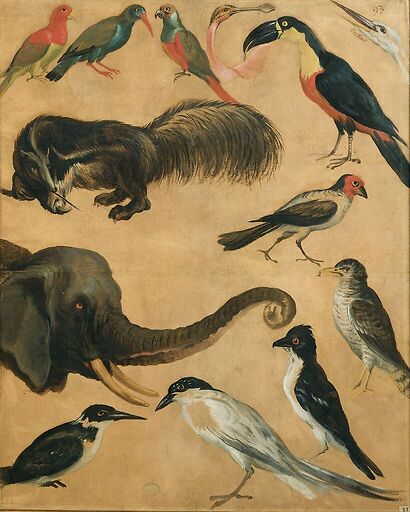 Study of animals