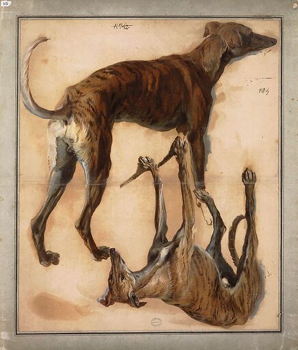 Two inverted studies of greyhounds