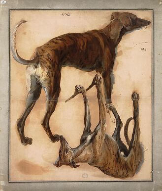 Two inverted studies of greyhounds
