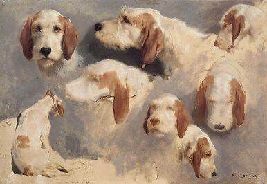 Etude de chien de chasse ; 8 esquisses