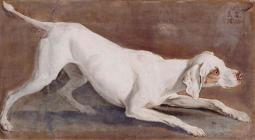 Etude de chienne blanche "Tane"