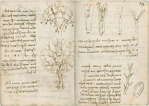 La croissance des arbres