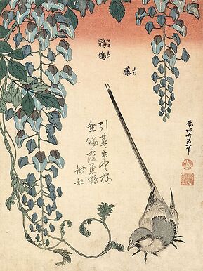 Bergeronnette et glycine