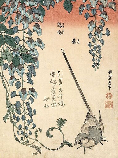 Bergeronnette et glycine