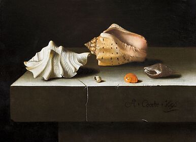 Cinq coquillages sur une tablette de pierre