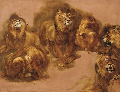 Étude de lions et de lionnes