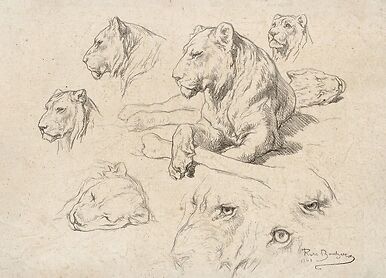 Une lionne couchée et études de sa tête et de ses yeux