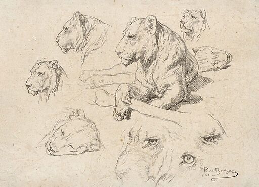 Une lionne couchée et études de sa tête et de ses yeux