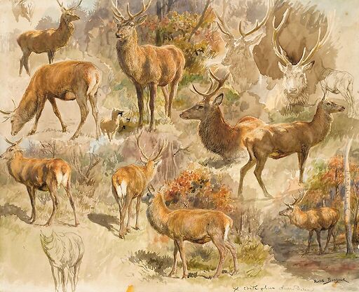 Quinze études de cerf