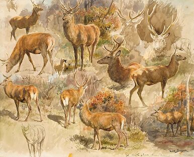 Quinze études de cerf