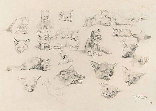 Vingt-deux études de renards