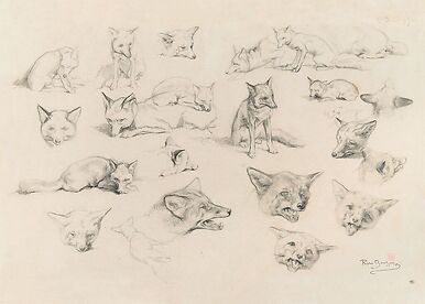 Vingt-deux études de renards