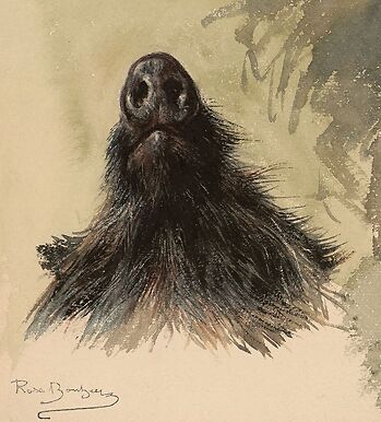 Hure de sanglier