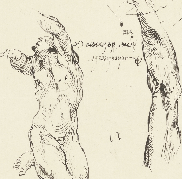 Study of male nude and study of arm - Michelangelo