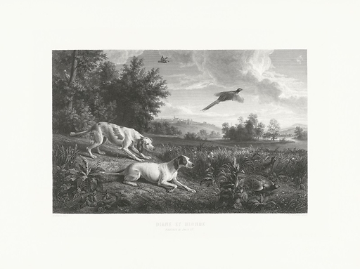 Engraving Diane and Blonde, dogs of Louis XIV, hunting pheasant - François Desportes (Black & White)