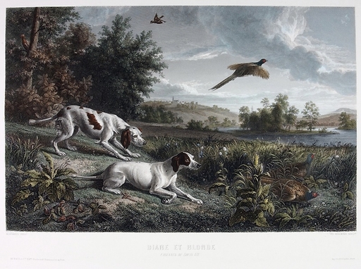Diane et Blonde, chiennes de Louis XIV, chassant le faisan - François Desportes (Colorisée)