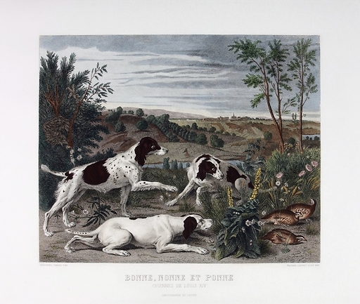 Bonne, Nonne and Ponne, dogs from the pack of Louis XIV - François Desportes (Colored)