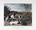 Bonne, Nonne et Ponne, chiennes de la meute de Louis XIV - François Desportes (Colorisée)
