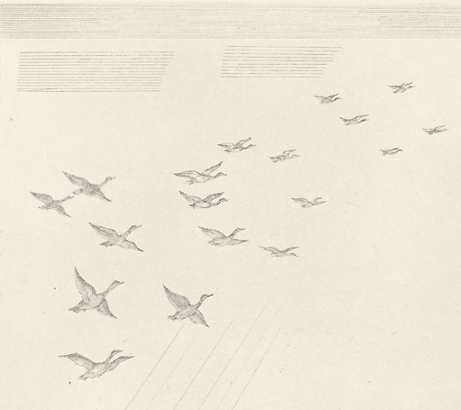The flight of ducks. (Grande Brière)