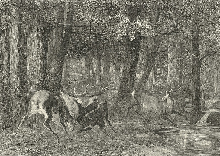 The Battle of the Stags - Gustave Courbet